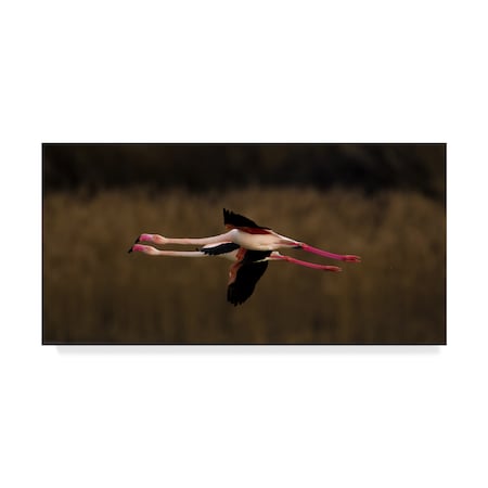 Marius Floca 'Greater Flamingo' Canvas Art,10x19